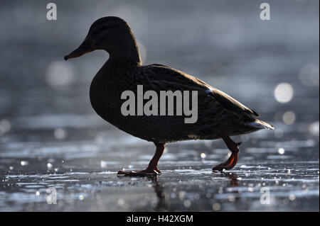 Stockente, Anas Platyrhynchos, laufen, Eis, Abdeckung, Seitenansicht, Silhouette, Stockente, Natur, Tier, Vogel, Ente, Weiblich, Frauen, ganze Körper, Eis, Winter, gefroren, kalt, eingefrorene, Unschärfe, wildes Tier, Stockfoto