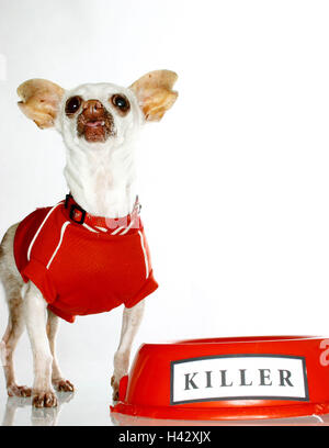Chihuahua, hochrangige Anblick, Shirt, Hund Porringer, Label "Killer" Haustier, Schoßhund, kleinen Hund, Rassehund, Hund, klein, ängstlich, süß, Hund Hundebekleidung, wenig Shirt, Pullover, Hund Schäferhund, Mode, kleine Hund Shirt lustig, witzig, paradoxerweise, h Stockfoto