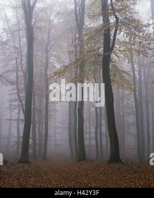 Buchenwald, Nebel, Herbst, Laub, Wald, buchen, Buche Pflanzen, Bäume, Stille, Stille, Baumstämme, Stämme, Laubbäume, Waldboden, Herbstlaub, Morgen Nebel, Herbst Nebel, Nebel, Stimmung, Herbststimmung, Saison, dunkel, grau, geheimnisvolle, diffuse, c Stockfoto