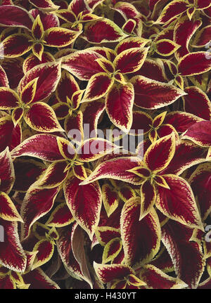 Farbige Brennnessel, Coleus Blumei, Detail, Blätter, von oben, Vegetation, Pflanzen, Zierpflanzen, farbige Lippe Blume Brennessel, Familie der Lippenblütler, Lamiaceae, Hybrid, kultivierten Pflanzen, Zimmerpflanzen, Blätter, hell, bunt, Farbe spielen Stockfoto