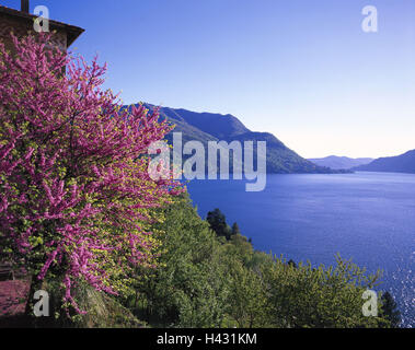 Italien, Comer See, Küstenlandschaft, Ostseite, Vegetation, Judasbaum, CER C scharfen Siliquastrum, Europa, Nord-Italien, Lombardei, Lago Tu Como See, Ufer, Pflanzen, Sträucher, Büsche, Blüte, Blüten, Natur Stockfoto