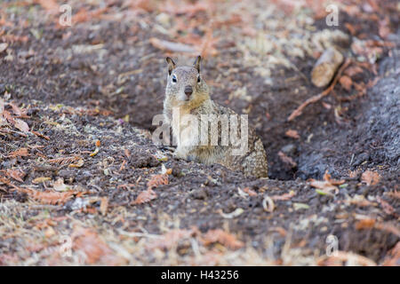 California Ziesel - Otospermophilus beecheyi Stockfoto