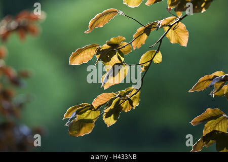 Kupfer-Buche, Zweige, Blätter, Gegenlicht, Stockfoto