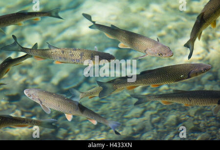 Kroatien, Nationalpark Plitvice, Fische, Wasser, klar, Stockfoto