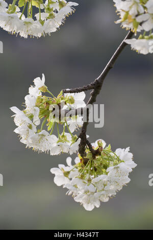 Kirschbaum, Blüten, Zweig, Stockfoto