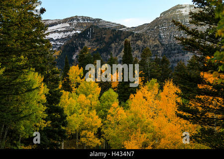 Dies ist ein Blick auf die Farben des Herbstes entlang der Alpine Loop Scenic Byway mit dem nördlichen Ende des Mount Timpanogos Stockfoto