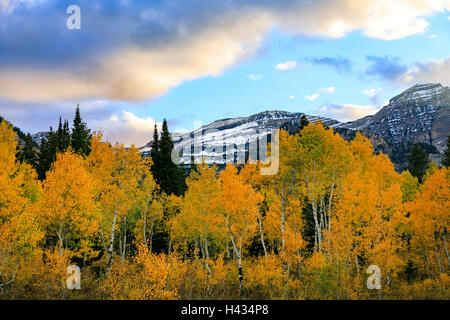 Diese Sicht auf die goldenen Espen sieht südlich vom Bereich Salamander Wohnungen der Alpine Loop Scenic Byway Utah USA Stockfoto