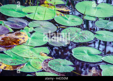 Seerosen - polaren auf auf dem dunklen reflektierenden Wasser schwimmt. Stockfoto