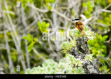 Soziale Flycatcher (Myiozetetes Similis) Tulum Mexiko Stockfoto