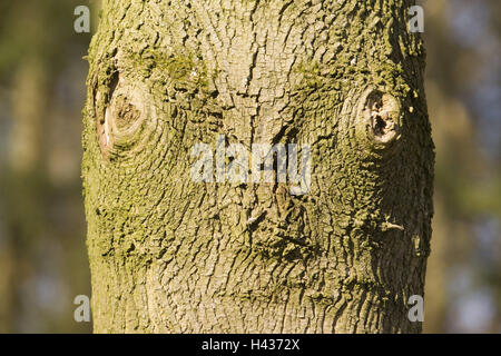 Stamm, Astlöcher, Symbol, Look, Holz, Baum, Stamm, Holz, Natur, Bearbeitung, Fissur, Zweig, Querschnittsfläche, zusammenwachsen, wohlgenährt, Baum wohlgenährt, Detail, seltsam, Formen, Fantasie, Stockfoto