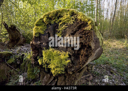 Stamm, verrottet, Moos, Detail, Holz, Baum, Bäume, Baum schneiden, Stamm, Stämme, alt, morbid, verfallene, Rot, Natur, Lichtstimmung, Morgenlicht, am Morgen, Moos Polsterung, Naturschutzgebiet, Pflanzen bewachsen, Biotop, Lebensraum, überwuchert, überwuchert, Wildnis, Alter Mensch, Covered, Flechten, Vegetation, Stockfoto