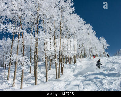 Mattierte Espe Bäume, Sonnenuntergang Liftline Trail, Steamboat Ski Area, Steamboat Springs, Colorado. Stockfoto