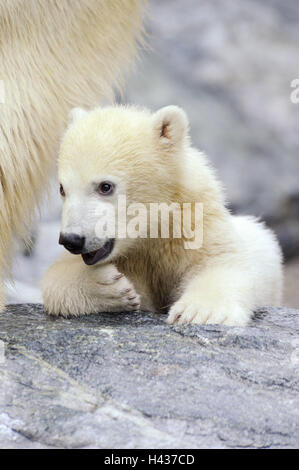 Eisbären, Ursus Maritimus, Jungtier, Porträt, Stockfoto