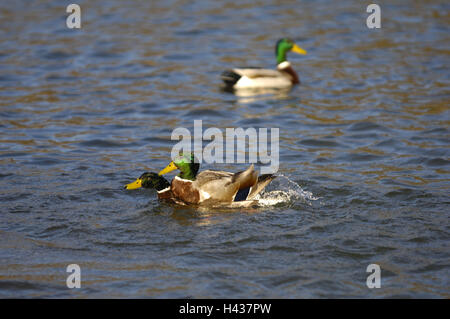 See, Stockenten, Anas Platyrhynchos, Männlich, drei Erpel, Gänsevogel, Enten, Wildenten, Schwimmen Enten, Tierwelt, Wasservögel, Wildenten, Männlich, kleine Männer, wildes Tier, Wasser, Wasser, Oberfläche, Abendlicht, Schwimmen, Fluss, Tiere, Kampf, Natur, Jahreszeit, Frühling, Stockfoto