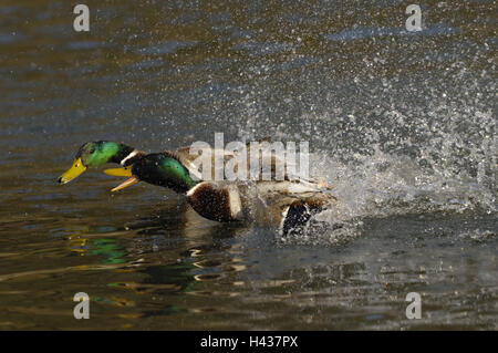See, Stockenten, Anas Platyrhynchos, Männlich, zwei, Kampf, Erpel, Gans der Vögel, Enten, Wildenten schwimmen Enten, Tiere, Tierwelt, Wasservögel, kleine Männer, wilde Tiere, Fluss, Wassertropfen, abends Licht, Schwimmen, Natur, Jahreszeit, Frühling, Kampf, Streben nach, gehen Jagd, Biss, Reflexion, Stockfoto