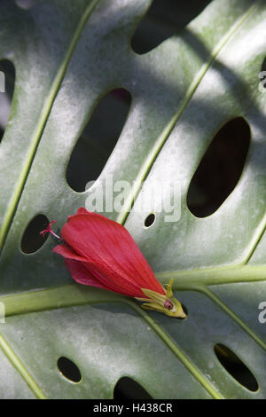 Pflanze, Bltter, Blten, rot, mittlere Nahaufnahme, Vegetation,  Katalonien, Spanien, Natur, grn, Licht, Schatten, Monstera, Monstera  lsst, fallen gelassen, Hibiskusblte, Fadeds, niemand Stockfotografie -  Alamy