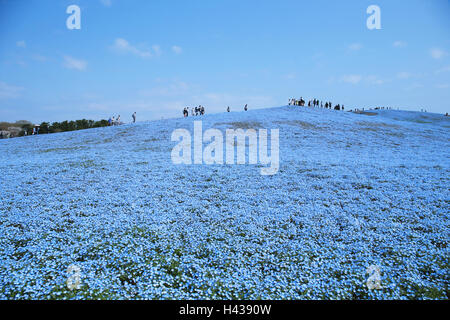 Baby Blau-Augen Blume Feld, Präfektur Ibaraki, Japan Stockfoto