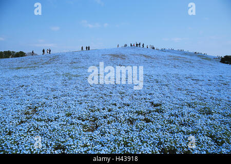 Baby Blau-Augen Blume Feld, Präfektur Ibaraki, Japan Stockfoto