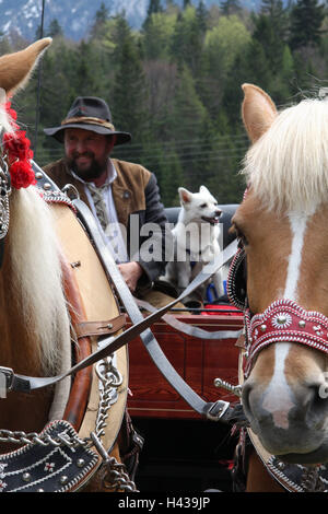 Deutschland, Bayern, Mittenwald, Georgi Reiten, Kutsche, Mann, Hund, Pferde, Detail, kein Model-Release, Süddeutschland, Upper Bavaria, Tiere, Urlaub, Urlaub, Georgi, Person, Kutscher, Kutschfahrt, Ausflug, Wallfahrt, des Pferdes Wallfahrt, Jubiläum, dekoriert, florale Dekoration, Segen, außerhalb, Traditionen, Stockfoto