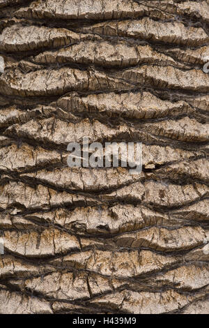 Palm, Baumrinde, Detail, Baum, Stamm, Rinde, Oberfläche, Risse, Form, Struktur, braun, Hintergrund, Spanien, Stockfoto