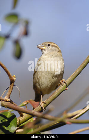 Haussperling, Passer Domesticus, Zweig, Sit, Stockfoto
