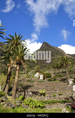 Spanien, Kanarische Inseln, La Gomera, Valle Korn Rey, Berge, Palmen, Stockfoto