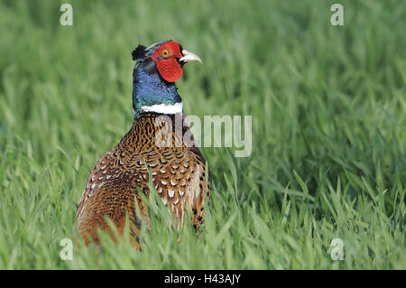 Wiese, Fasan, Phasianus Colchicus, Seitenansicht, Fasan, kleine Männer, Männlich, Tap, Portrait, Tier, Vogel, Feld, Sit, Tier Porträt, Gefieder, bewundernswert, grass, außen, hühnerartigen Vögel, edlen Fasan Stockfoto