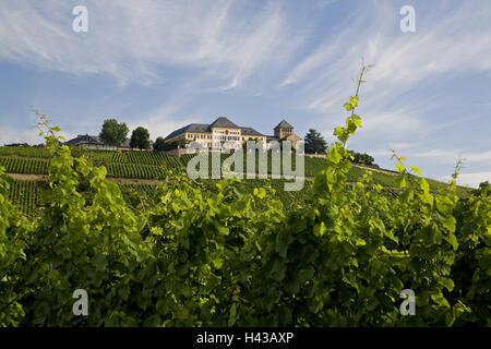 Deutschland, Hessen, Rheingau, Schloss Berg Johannis, Weinberge, Weinbau, Weingebiet, Gebäude, Struktur, Burgenbau, Architektur, Weingarten, Landwirtschaft, Wein, Anlage, Sommer, draußen, menschenleer, Stockfoto