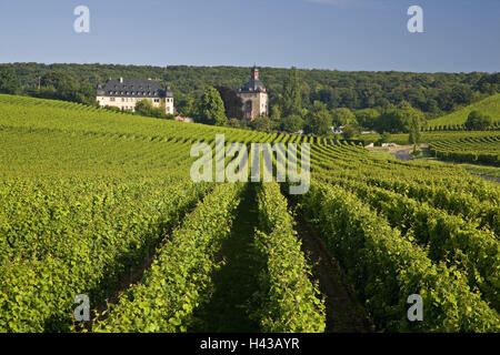 Deutschland, Hessen, Rheingau, Weingut Schloss voller Radian, Weinberge, Oestrich-Winkel, Schloss Gebäuden, Strukturen, Turm, Architektur, Gebäude, Ort von Interesse, Reiseziel, Wirtschaft, Weinbau, Sommer, außen, Tourismus, Anbau, Wein, Reben, Stockfoto