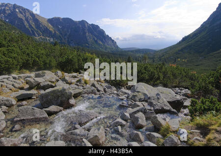 Mountain Stream Hincov Polok, Valley View, Strbske Pleso, Nationalpark der hohen Tatra, Presovsky Kraj, Slowakei, Stockfoto