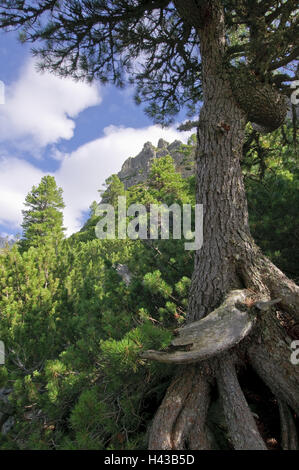 Baum, alte, Berge, Strbske Pleso, Nationalpark der hohen Tatra, Presovsky Kraj, Slowakei, Stockfoto