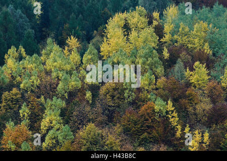 Die Karpaten-Mts, Herbstfärbung, National park große Fatra, Presovsky Kraj, Slowakei, Stockfoto