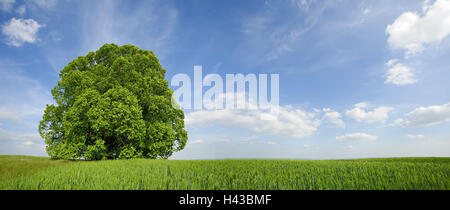 Deutschland, Sachsen-Anhalt, Solitär-Baum, Linde, Stockfoto