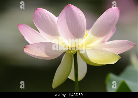 Lotus, Blüte, rosa, Pflanze, Wasser Pflanzen, Lotusblume, Blüte, Lotosblüte, Zeit der Blüte, Natur, Stockfoto