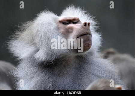 Hamadryas Pavian, Papio Hamadryas, Porträt, Tier, Zoo-Tier, Zoo, Säugetier, Primas, Affe, langschwänzigen Affen, Pavian, wilden Tier, Tier-Portrait, Stockfoto