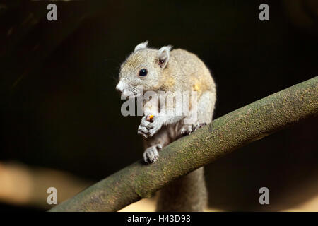 Grau-bellied Eichhörnchen (Callosciurus Caniceps) mit Essen, Kaeng Krachan National Park, Phetchaburi, Thailand Stockfoto