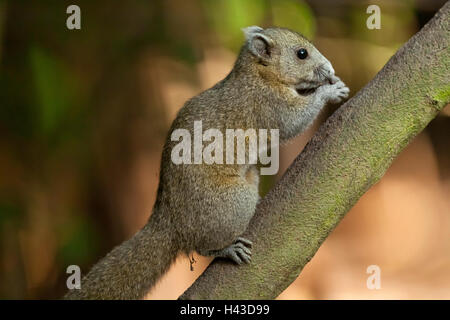 Grau-bellied Eichhörnchen (Callosciurus Caniceps), Kaeng Krachan National Park, Phetchaburi, Thailand Stockfoto