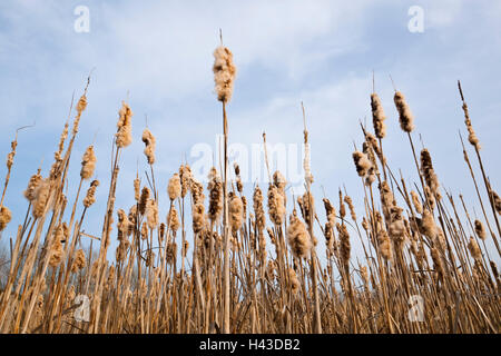 Rohrkolben (Typha Latifolia), Fruchtstand, Deutschland Stockfoto