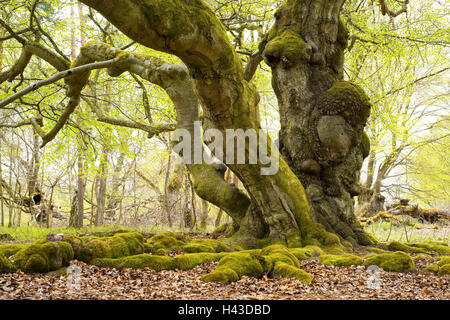 Alten buchen (Fagus Sylvatica) mit bemoosten Wurzeln, Hutebuchen, Hutewald Halloh, Hessen, Deutschland Stockfoto