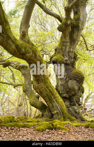 Alten buchen (Fagus Sylvatica) mit bemoosten Wurzeln, Hutebuchen, Hutewald Halloh, Hessen, Deutschland Stockfoto