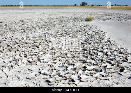 Salzige Kruste, Salzpfanne der Kudiakam Pan Komplex, Nxai Pan National Park, Botswana Stockfoto