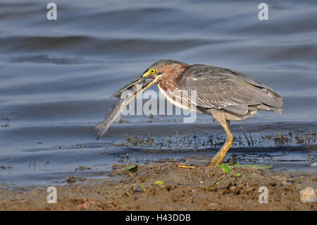 Grüne Reiher (Butorides Virescens) mit Beute, Crooked Tree Wildlife Sanctuary, Belize Stockfoto