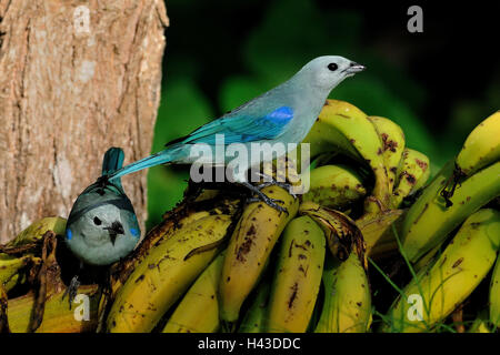 Blau-graue Tananger paar (Thraupis Episcopus), sitzen auf Bananen, Orange Walk District, Belize Stockfoto