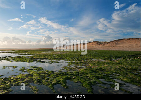 Strand bei Ebbe mit Sanddünen, Seetang, Atlantikküste, La Tranche Sur Mer, Frankreich Stockfoto