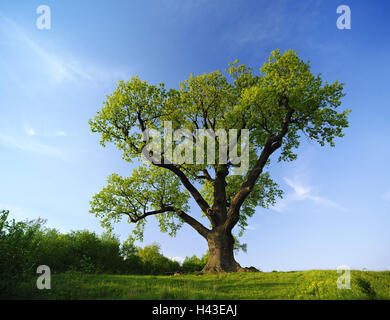 Deutschland, Thüringen, einsamer Baum, Eiche, Stockfoto