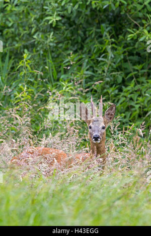 Europäische Reh (Capreolus capreolus), Reh, im hohen Gras stehend, Schleswig-Holstein, Deutschland Stockfoto