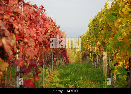 Deutschland, Baden-Wurttemberg, Imperial Stuhl, Schönberg, Weinberg, Reben, Herbst, leicht, Süd Baden, Mittelgebirge, Wirtschaft, Landwirtschaft, Weinbaugebiet, Weinbau, Weinterrassen, Weinberg, Pflanzen, Nutzpflanzen, Weinreben, Reben, herbstliche Abend, Stockfoto