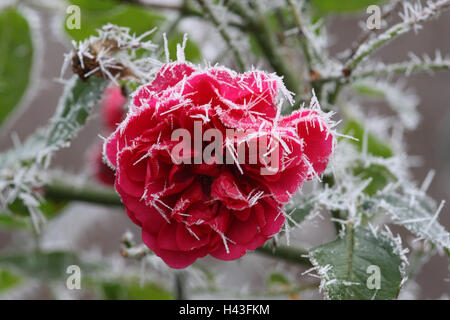 Blüte, Raureif, Detail, Blumen, Garten Blumen, Garten, rot, Rosenblätter, Blütenblätter rose Blüten, Eiskristalle, Winter, Frost, Stockfoto