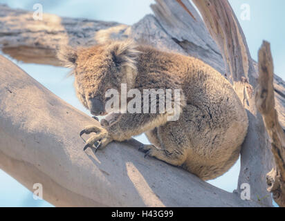 Koala sitzt in einem Eukalyptusbaum, Victoria, Australien Stockfoto