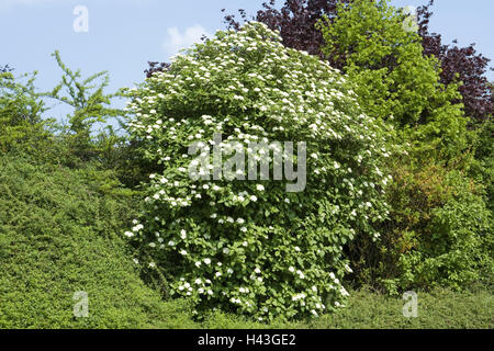 Strauch, wolligen Schneeball, Viburnum Lantana, Detail, Blätter, Blüten